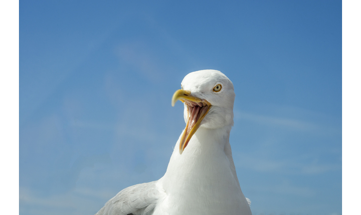 Copyright 2020 Getty Images