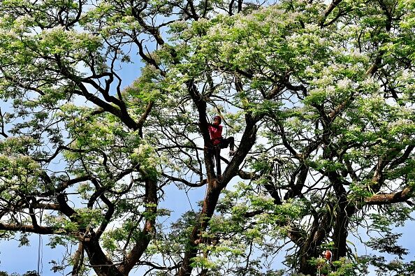 A Thousand new Trees for Houston
