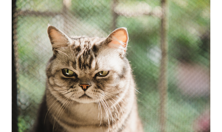 Copyright 2020 Getty Images