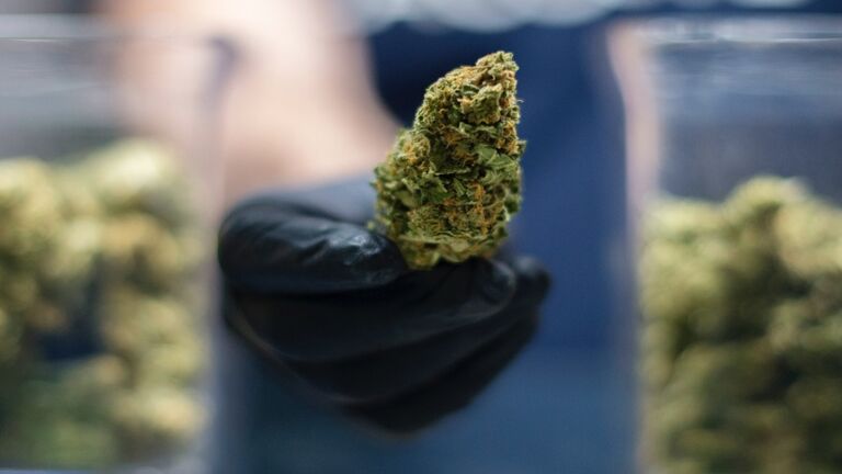 Cannabis