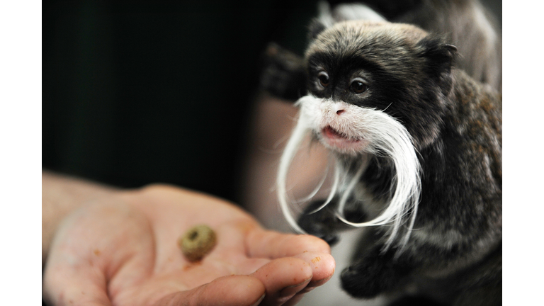 An Emperor Tamarin monkey, native to the