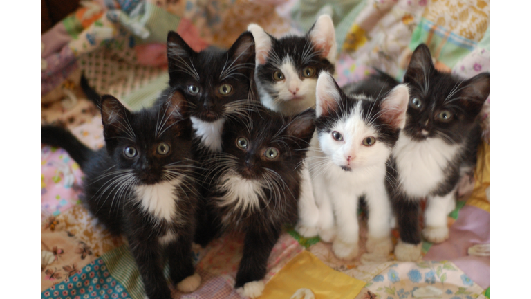 Black and white kittens on quilt