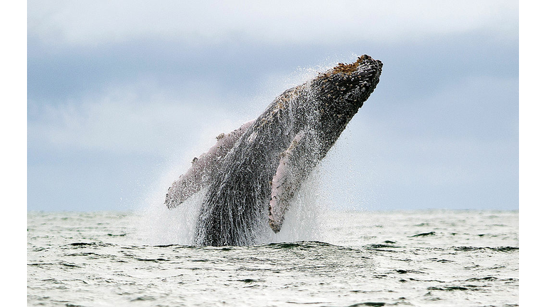 COLOMBIA-WILDLIFE-WHALE-URAMBA BAHIA MALAGA