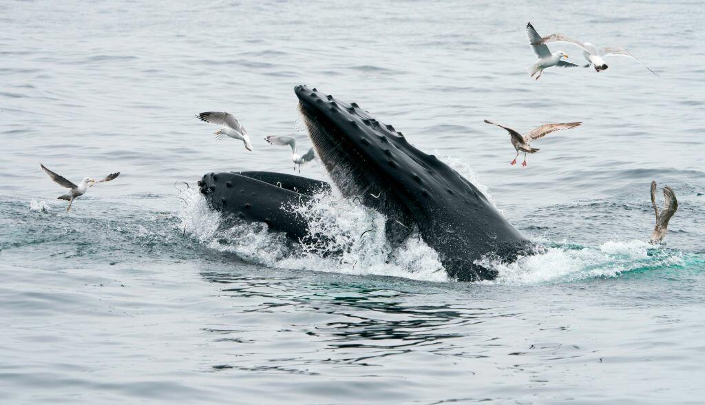 Two Kayakers Nearly Swallowed by Humpback Whale [VIDEOS] | iHeartRadio