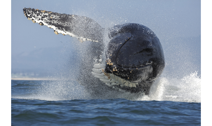 Humpback Whale