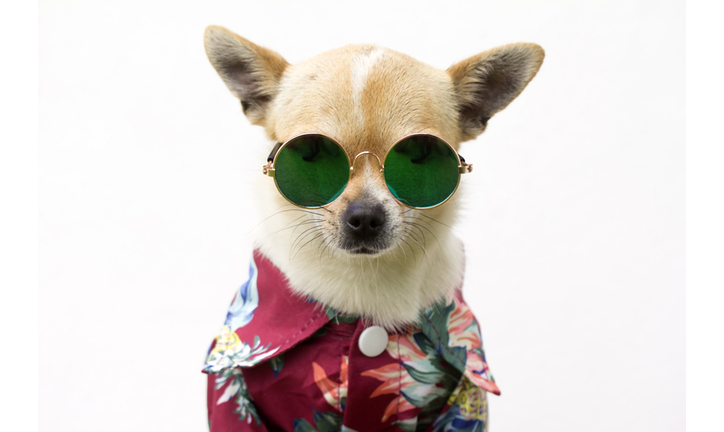 Dog with shirt and glasses