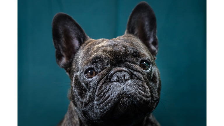 Crufts 2017 - Portraits Of Man's Best Friend