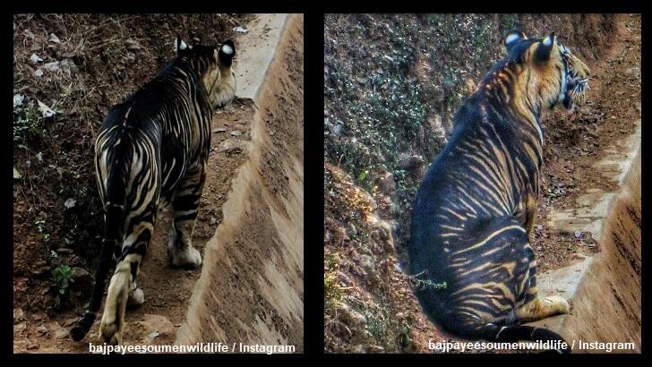 Rare Black Tiger Photographed In India Iheart