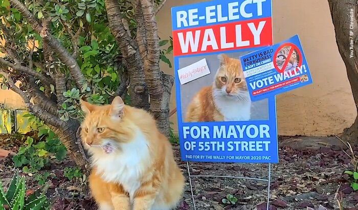 Pets Run For Mayor in California Town