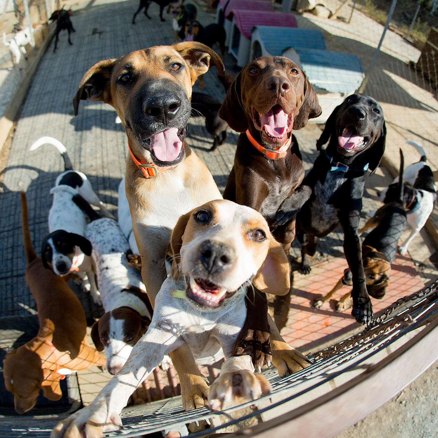 More Michiganders Adopted Dogs From The Michigan Humane Society This