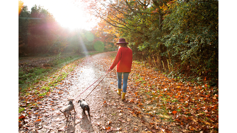 Woman walking dogs in an autumn woodland