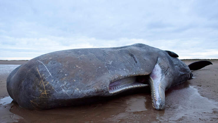 Oregon's Exploding Whale Still Famous 50 Years Later | NewsRadio KFBK ...