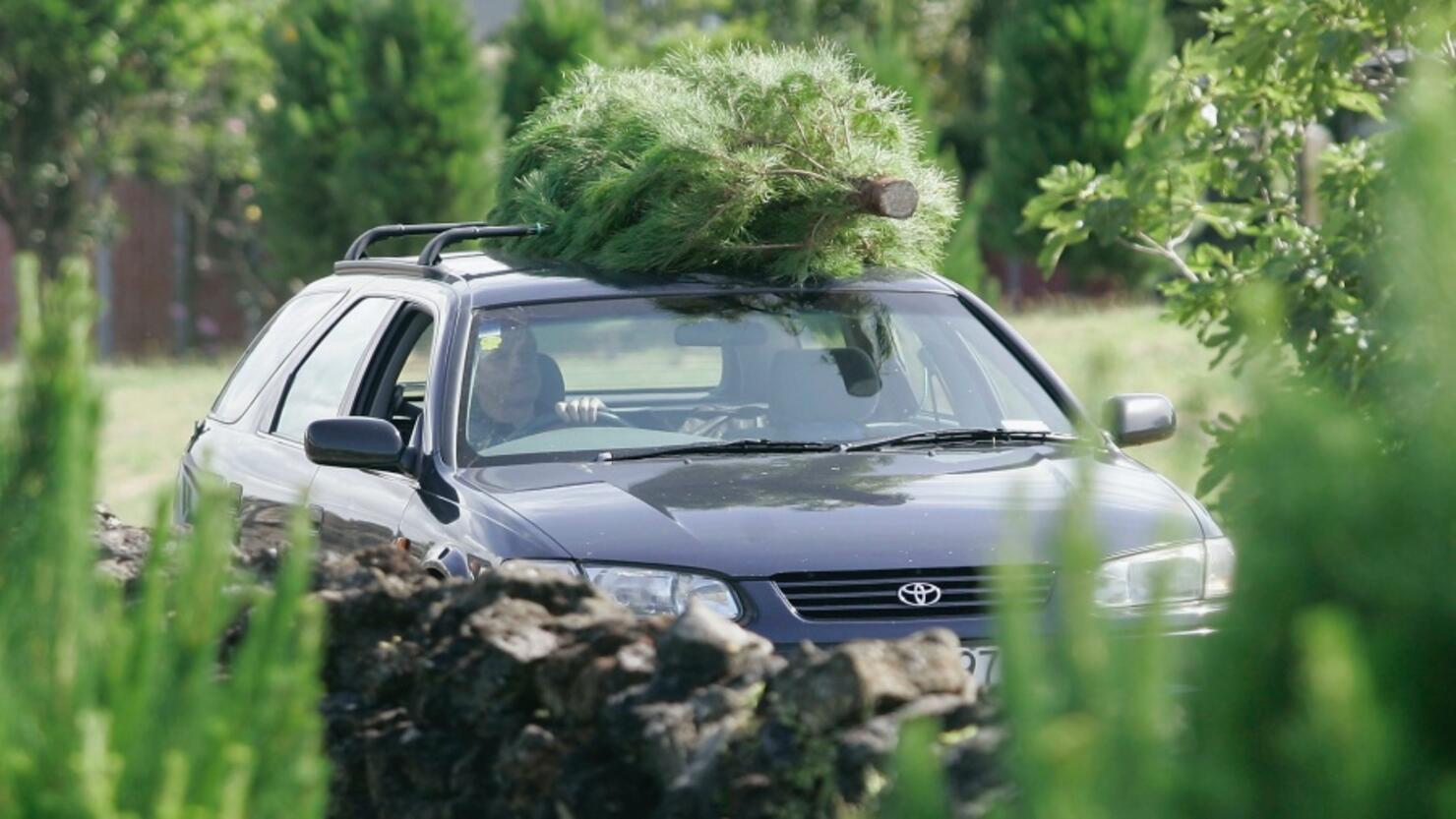 Christmas Trees