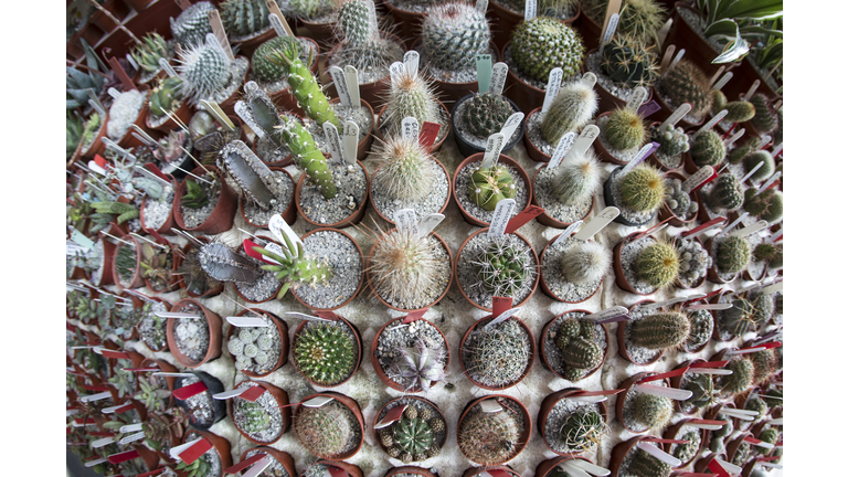 Botanical Displays At The RHS Great London Plant Fair