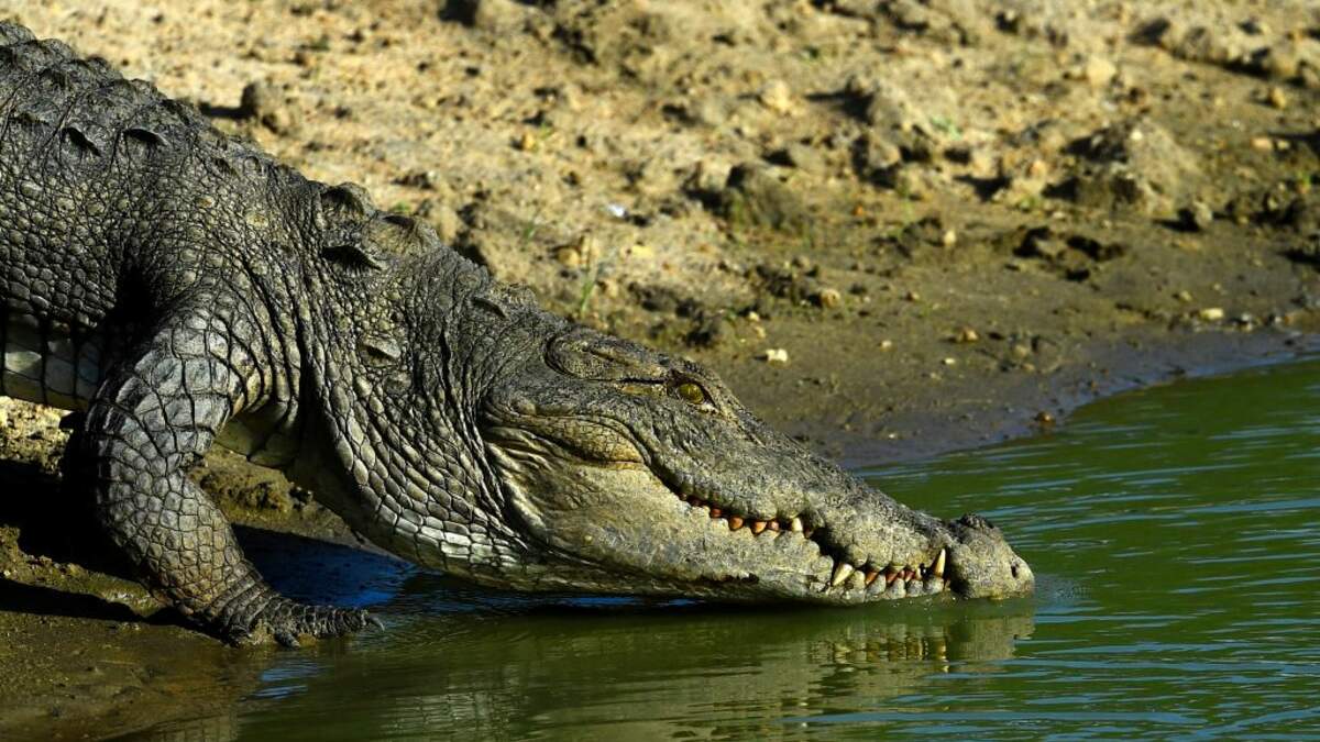 Encontraron Un Cocodrilo GIGANTE Como Godzilla En Naples Florida! | Tu   FM | K. Marie La Gringa Más Latina