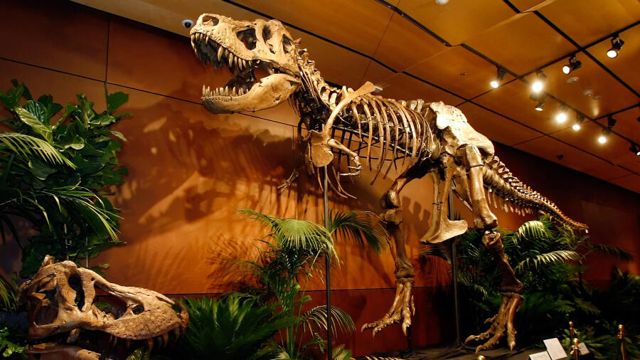 world's first complete t rex skeleton