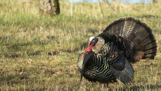1st Annual Turkey Pardon | November 25th | Burritt on the Mountain
