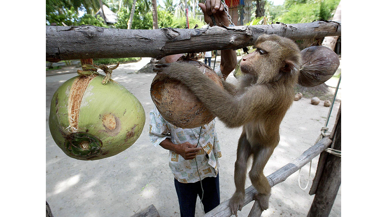 A Thai monkey trainer works with a monke