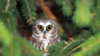 Little Owl Found Inside Oneonta Tree Sent to NYC!