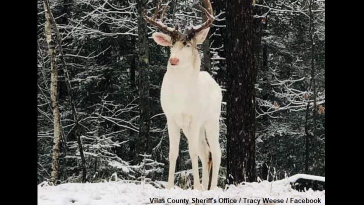 Rare Albino Buck Spotted in Wisconsin