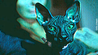 UFO Round-Up / Pets & the Paranormal 