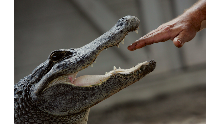 Fatal Alligator Attacks Set New Record In Florida