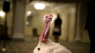 Pembroke Park Town Council Debates Turkey Pardon
