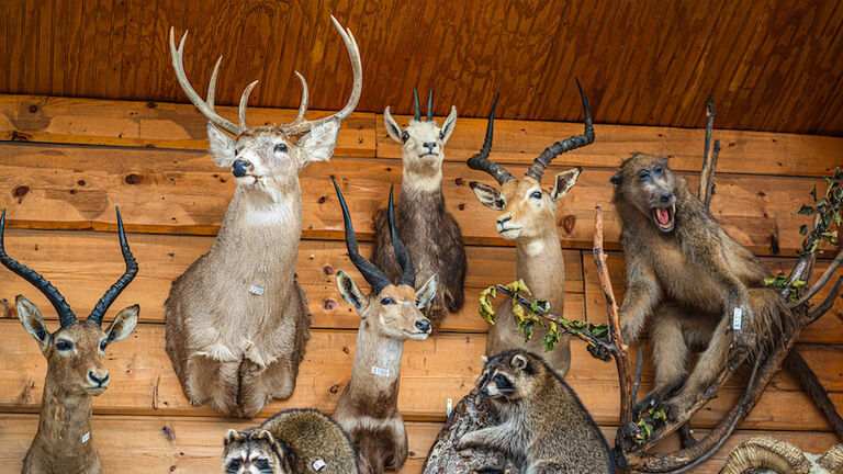 Various animals stuffed and mounted to wall for sale