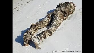 Bizarre 'Body' Frightens Beachcomber