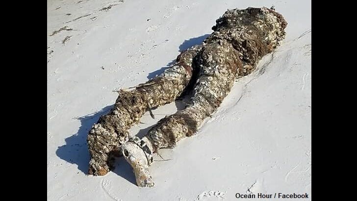 Bizarre 'Body' Frightens Beachcomber