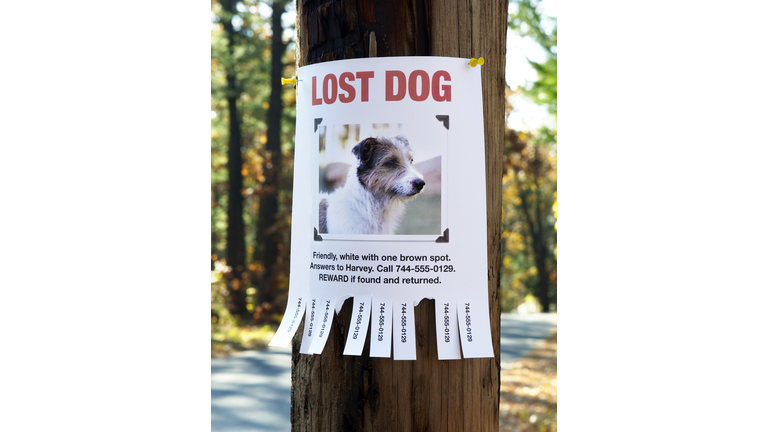 Lost Dog Poster