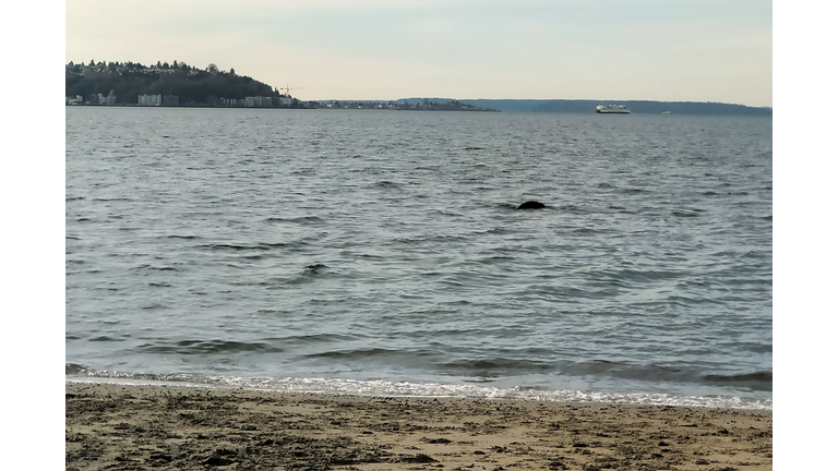 That's a seal!!!  Or sealion.  Big fella.  I wanna swim with him