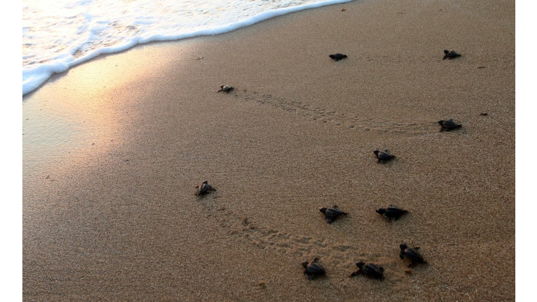 LEBANON-ANIMALS-SEA TURTLE