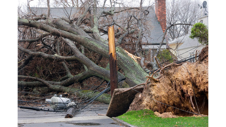 Tree falls on power lines