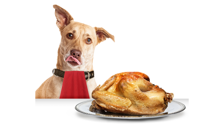 Dog Hungry for Thanksgiving Turkey