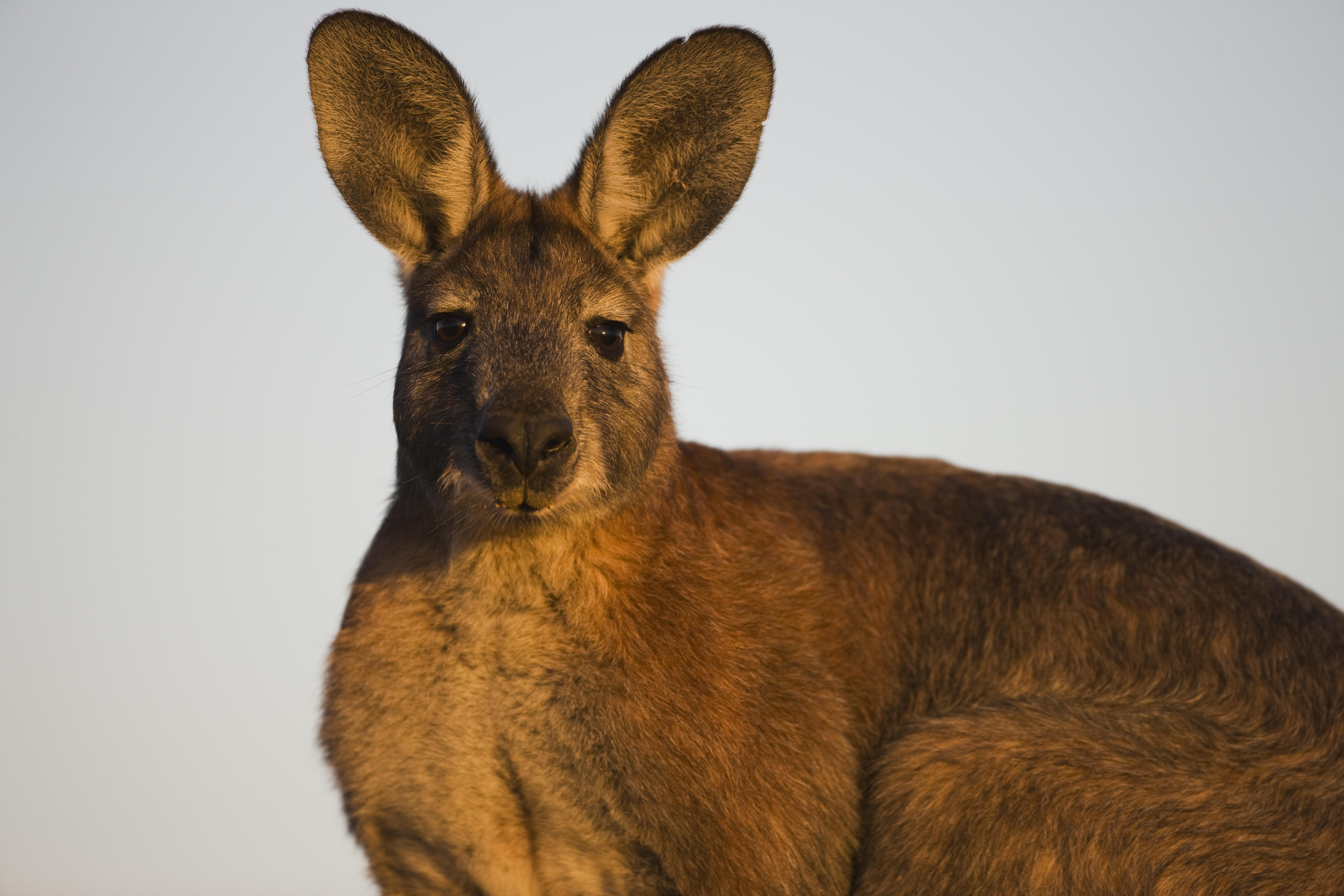 wallaroo pet