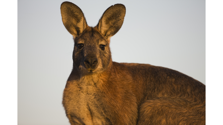 A euro kangaroo close-up at sunset