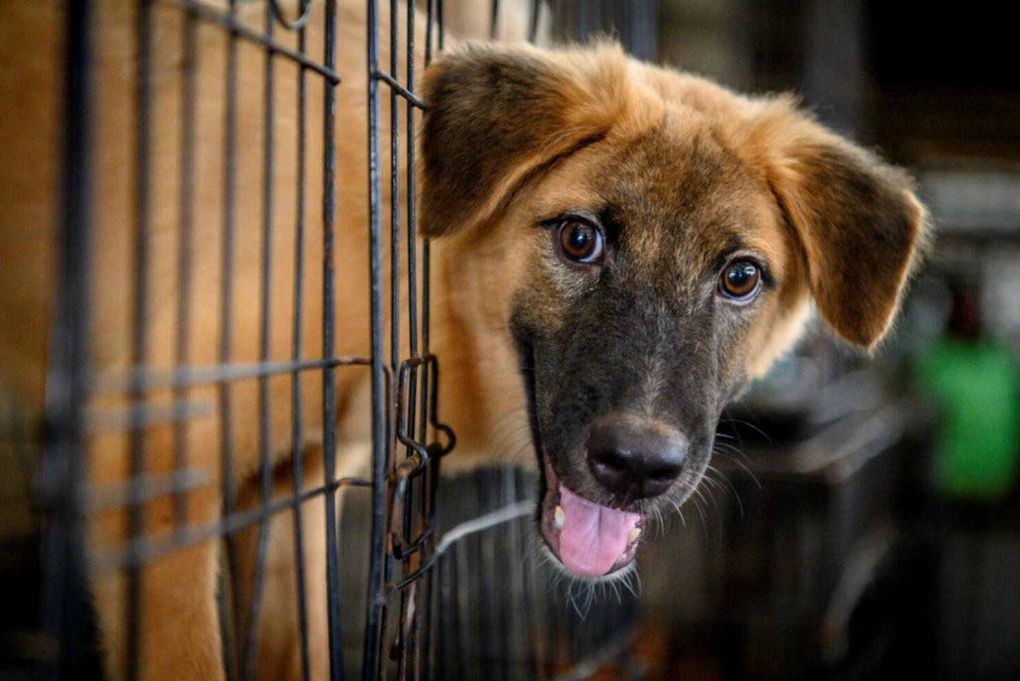 THAILAND-HEALTH-VIRUS-ANIMAL-DOGS