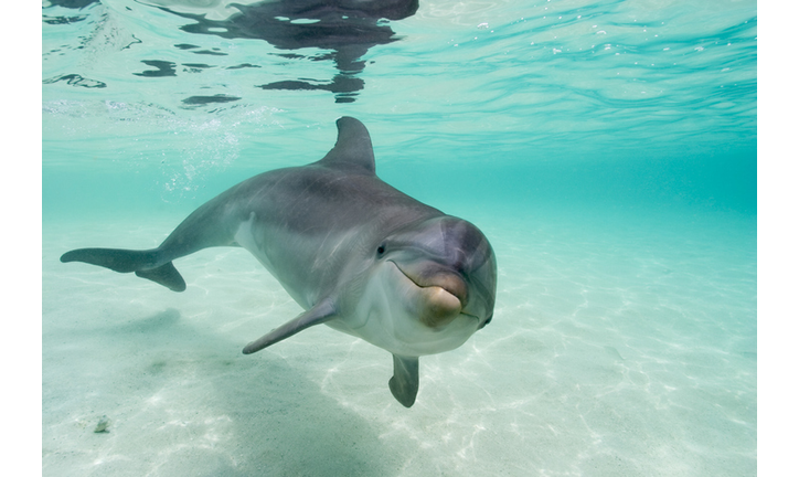 Bottlenose Dolphin