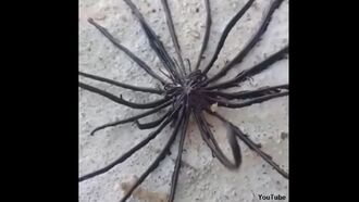 Video: Thai Fisherman Snags 'Alien' Creature