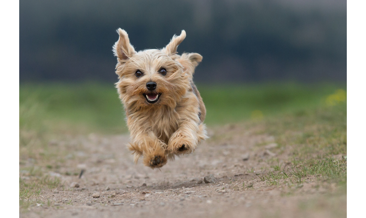 Dog Running On Field