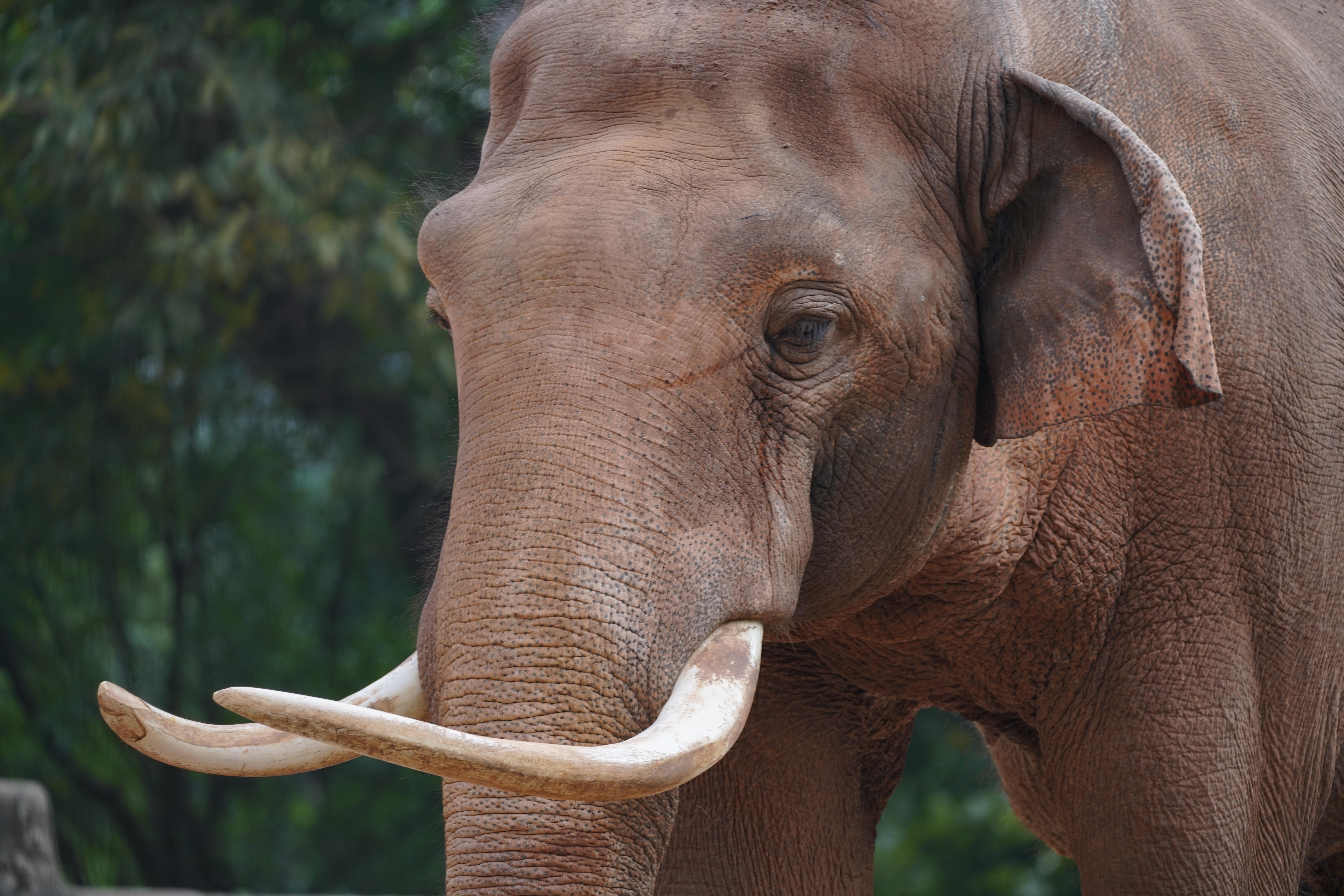 Raja Is Turning 28! Here's How To Watch His Virtual Birthday ...