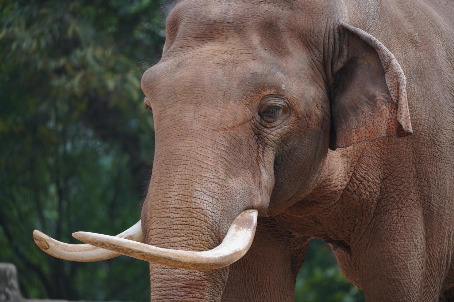 Raja Is Turning 28! Here's How To Watch His Virtual Birthday ...