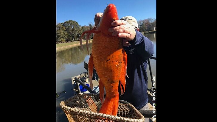 Giant Goldfish Caught in South Carolina