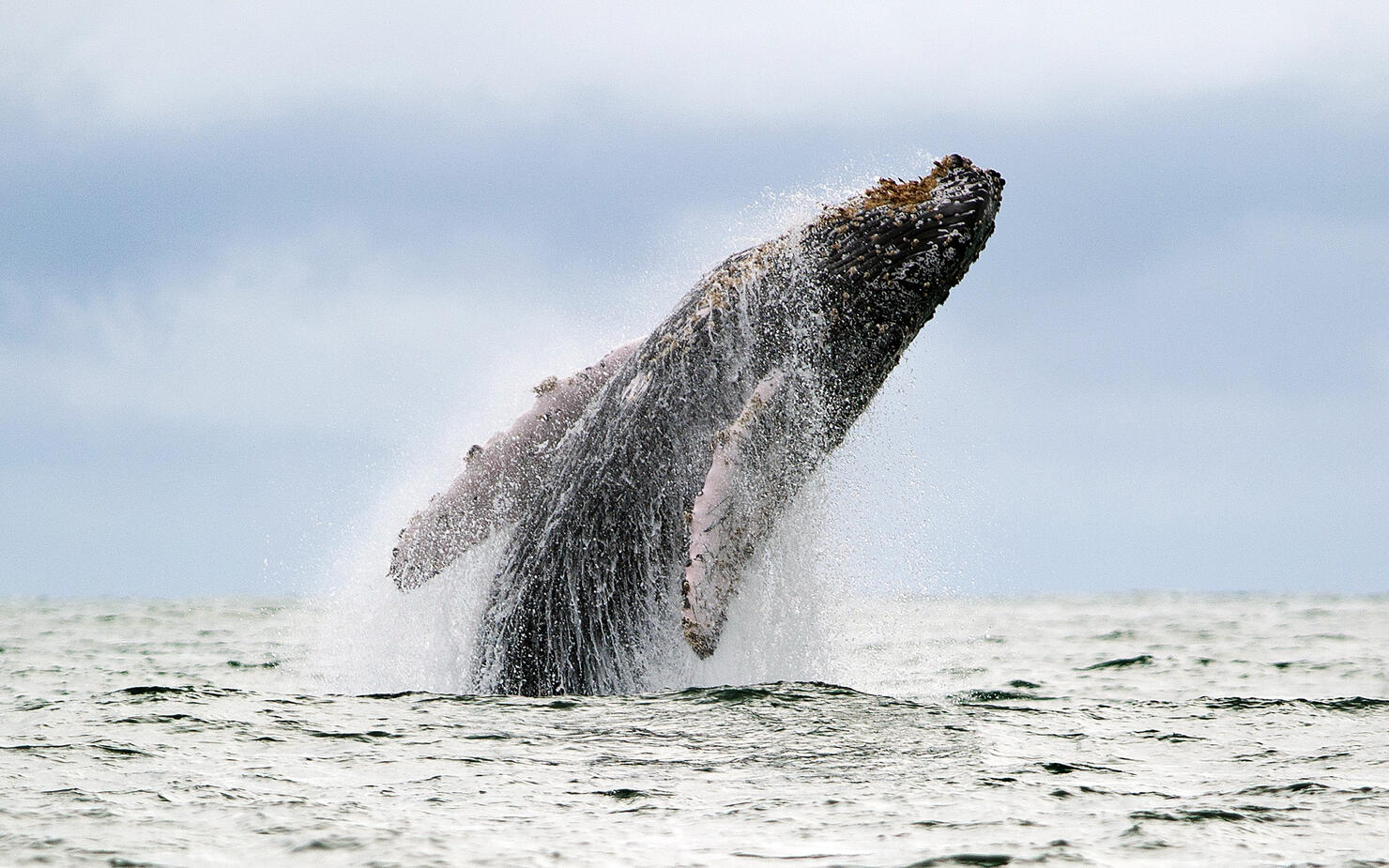 COLOMBIA-WILDLIFE-WHALE-URAMBA BAHIA MALAGA