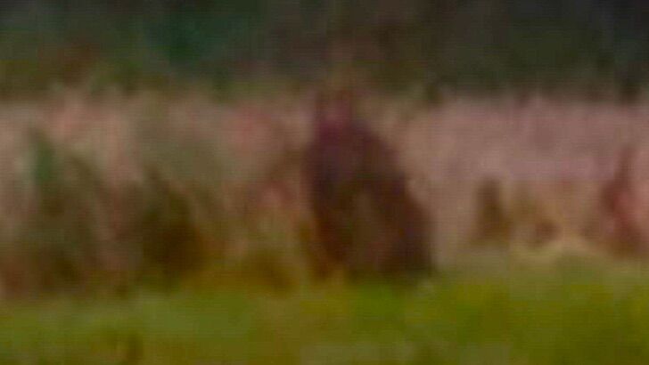 Joedy Cook Images 12/13/20