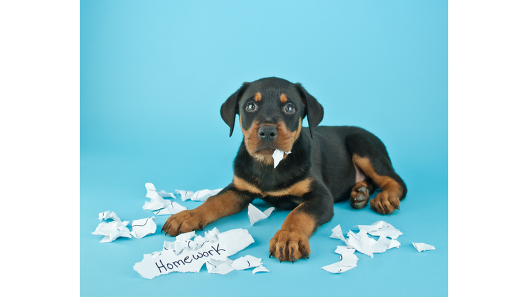 The Dog Ate My Homework!!!