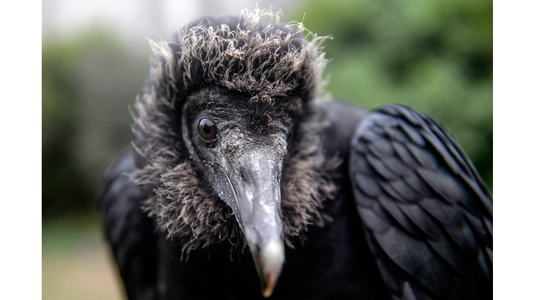 PERU-ENVIRONMENT-GARBAGE-BLACK VULTURE