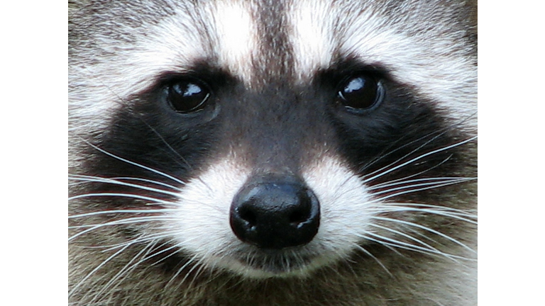 Raccoon Surprises Florida Woman After Hiding In Her Christmas Tree | Iheart