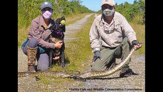 Florida Wildlife Officials Enlist Python-Sniffing Dogs to Thwart Invasive Snakes